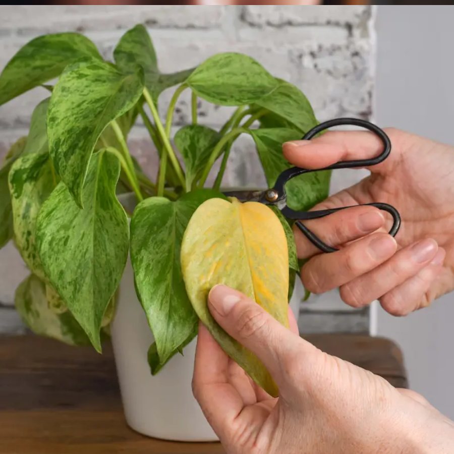 মানি প্লান্টের পাতা হলুদ হয়ে আসছে?