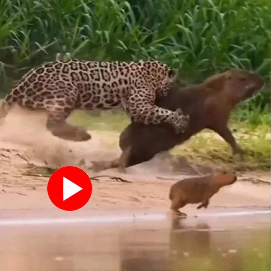 jaguar hunts a capybara in front of its puppy