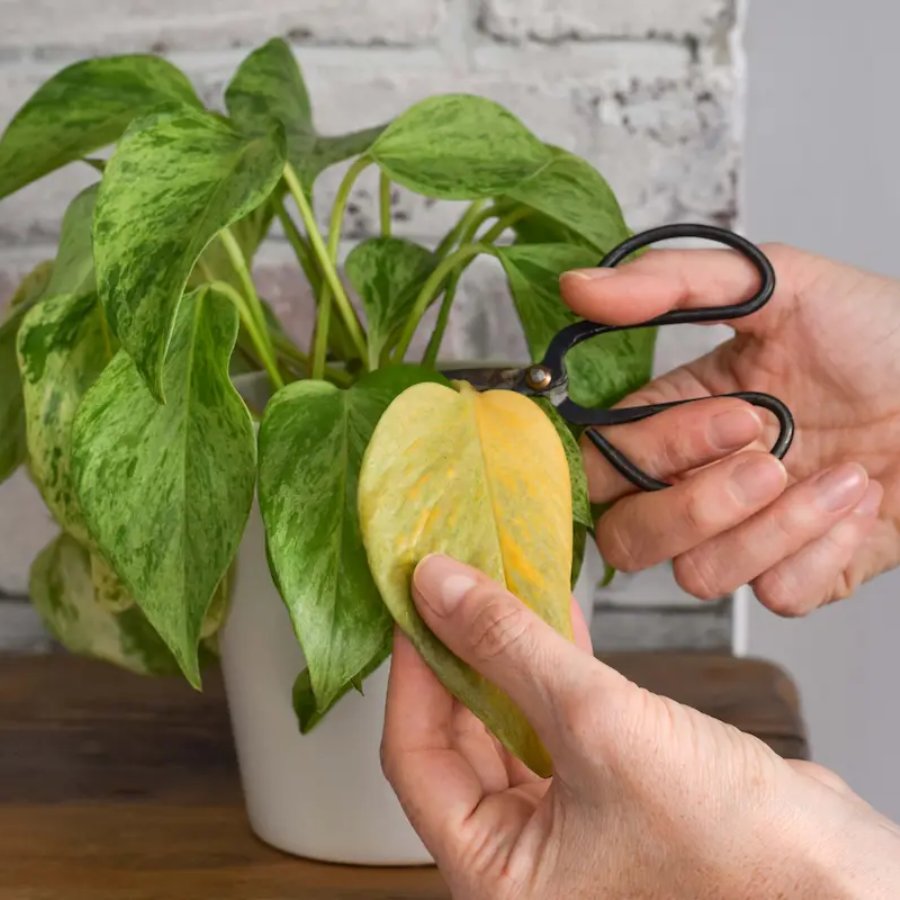 শীতের শুরুতেই মানিপ্লান্টের পাতা শুকিয়ে হলুদ! মাত্র ৫ টোটকা প্রয়োগেই ফের সতেজ হবে গাছ