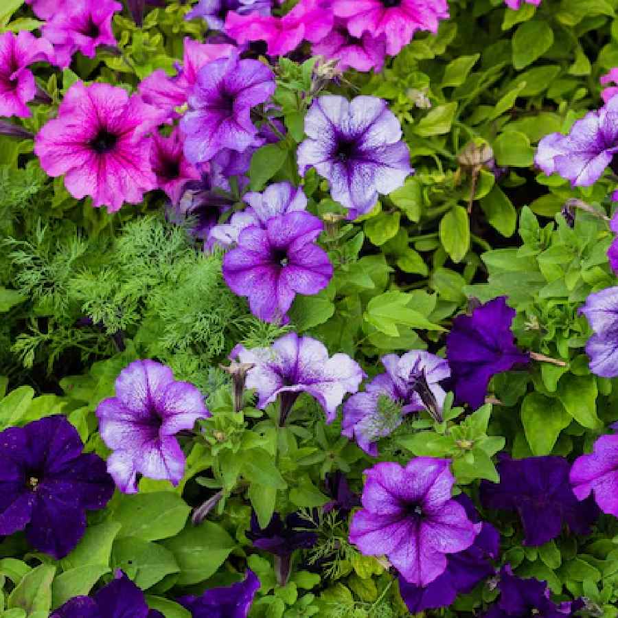 5 flowers will add vibrant colour to your garden  dgtl