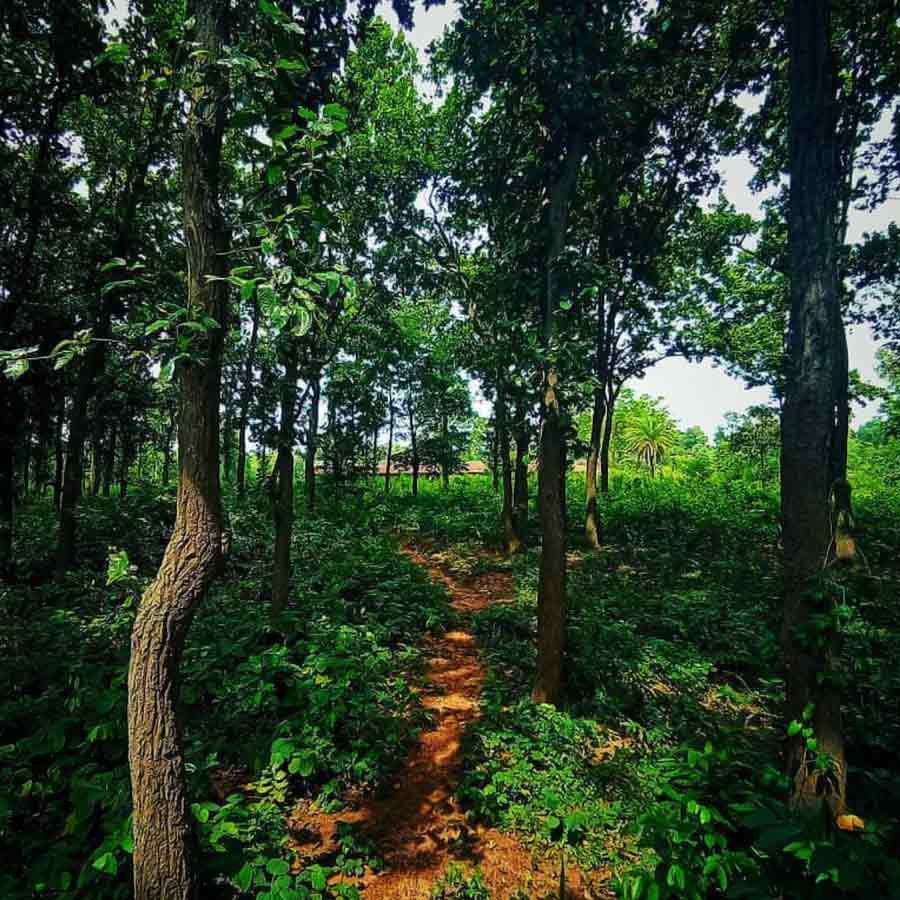 শালের জঙ্গল রয়েছে এখানে। আছে থাকার জন্য হোম স্টেও।