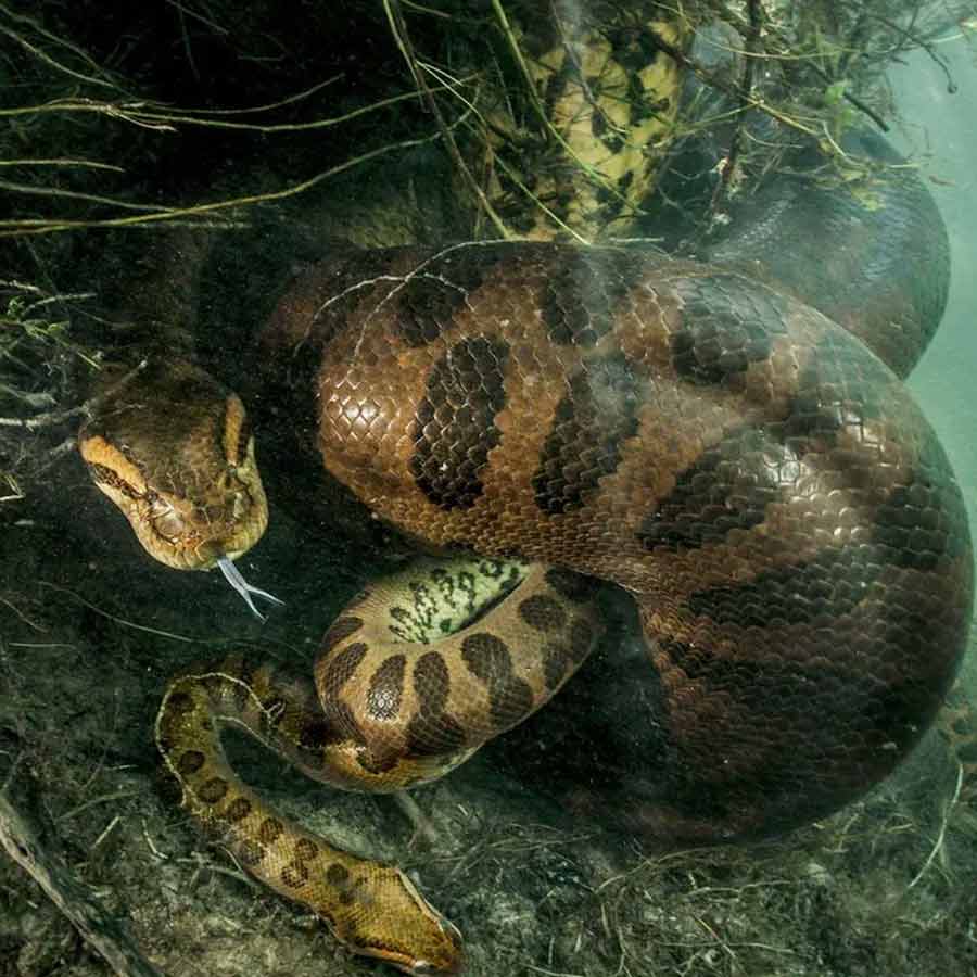 Sexual Cannibalism of Green Anaconda