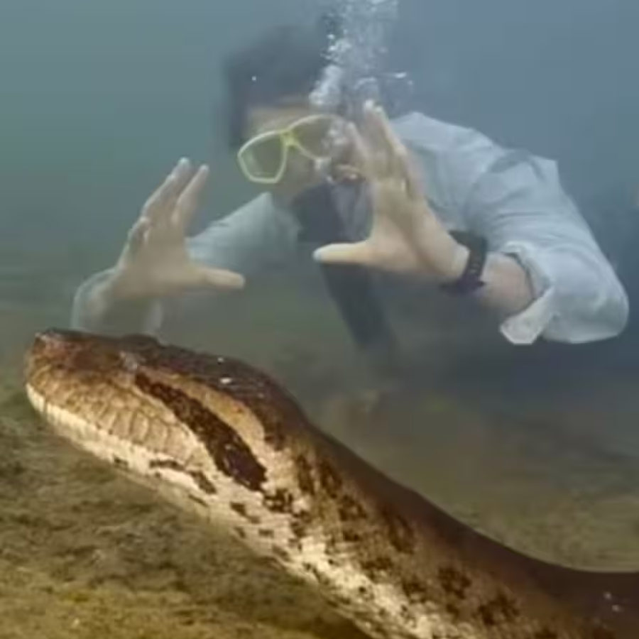 Sexual Cannibalism of Green Anaconda