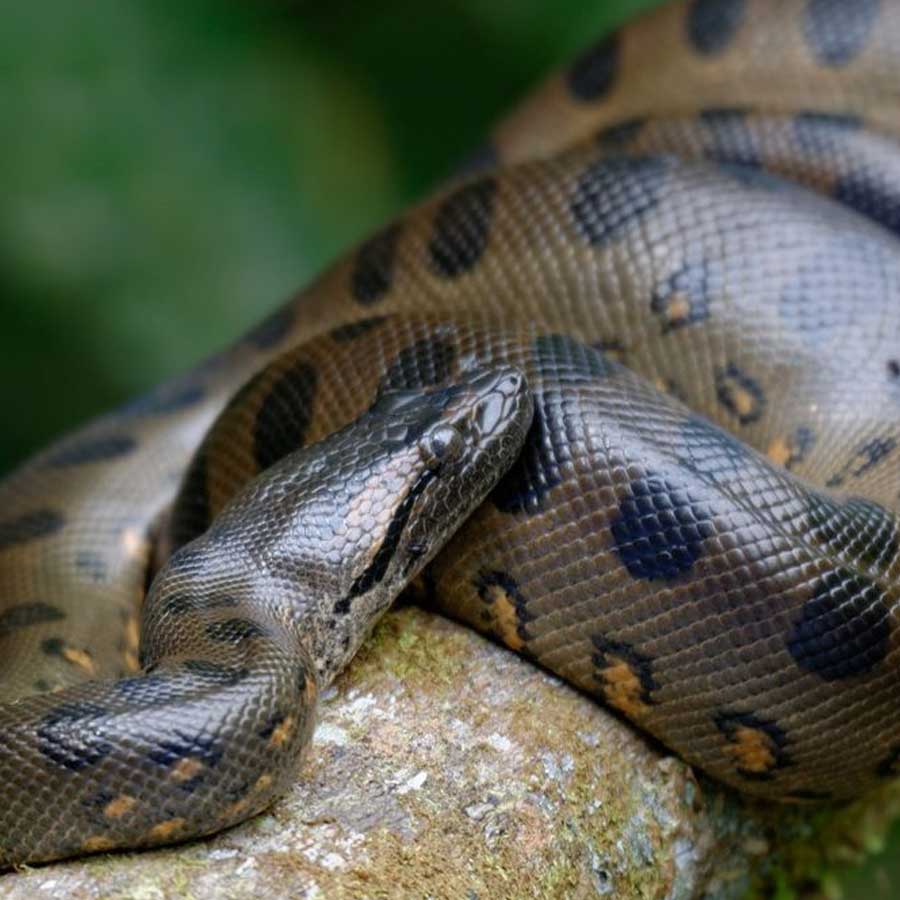 Sexual Cannibalism of Green Anaconda