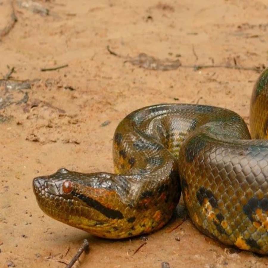 Sexual Cannibalism of Green Anaconda