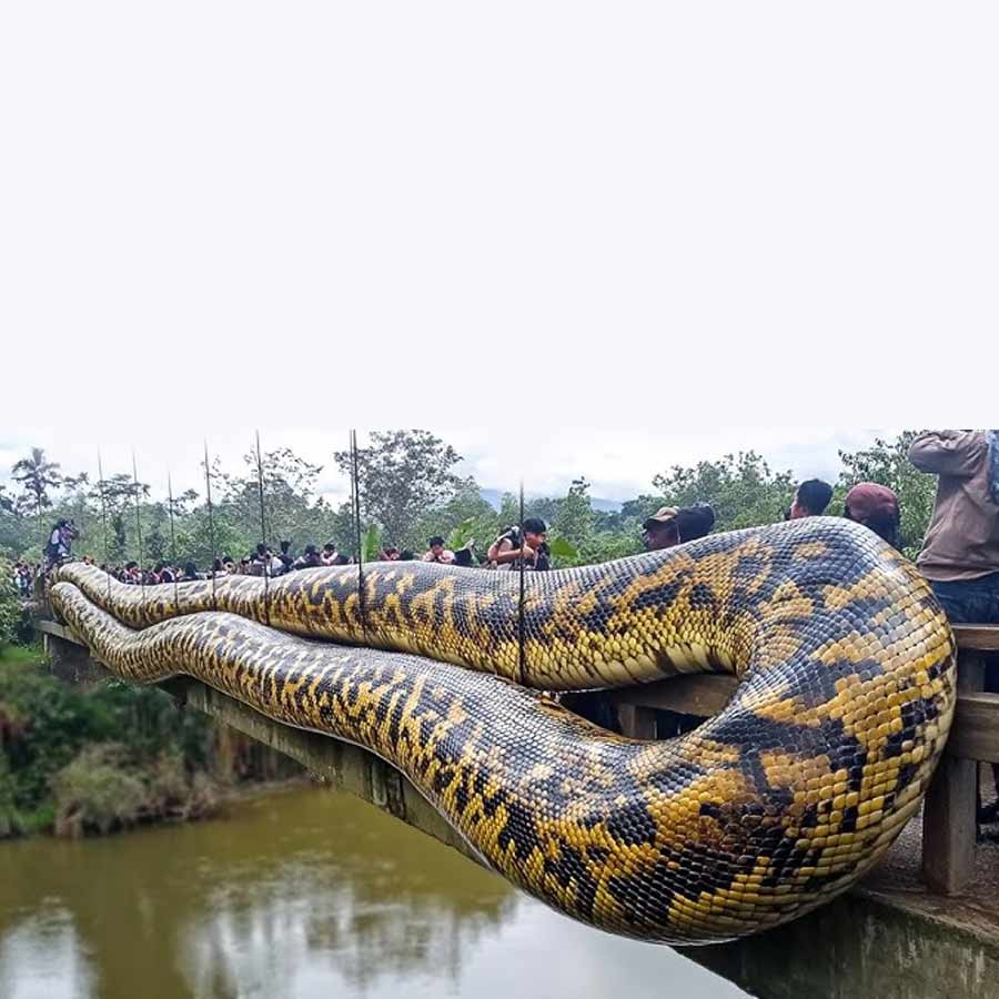 Sexual Cannibalism of Green Anaconda