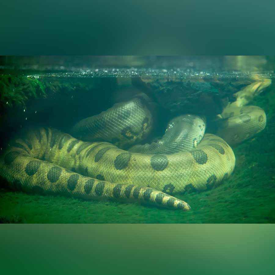Sexual Cannibalism of Green Anaconda