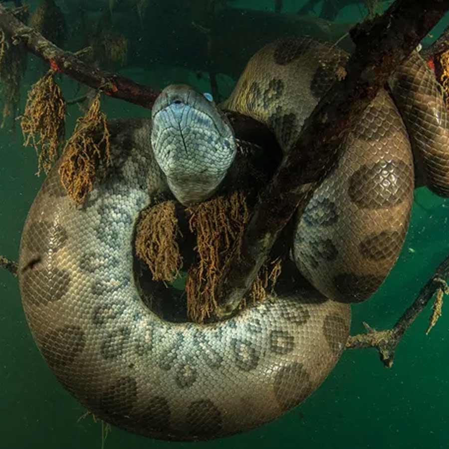 Sexual Cannibalism of Green Anaconda