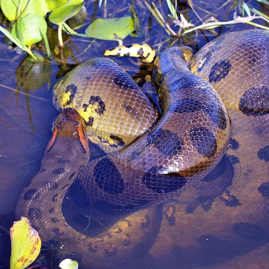 Sexual Cannibalism of Green Anaconda