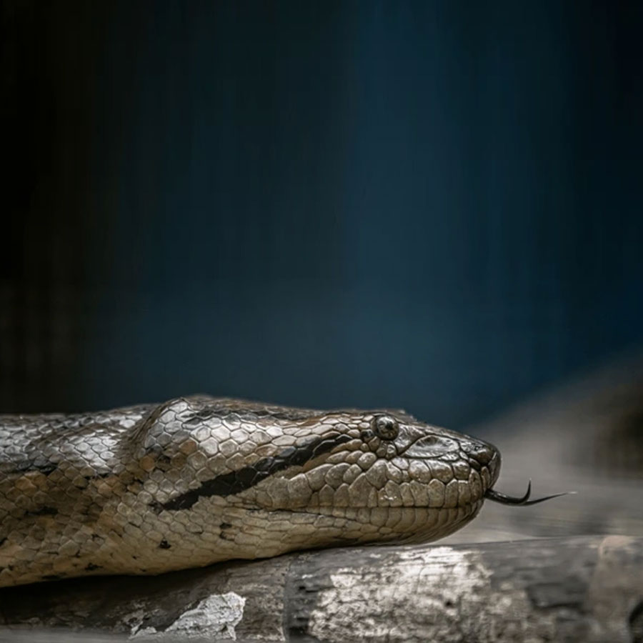 Sexual Cannibalism of Green Anaconda