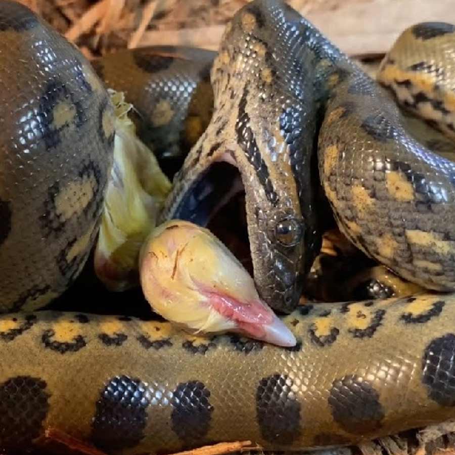 Sexual Cannibalism of Green Anaconda