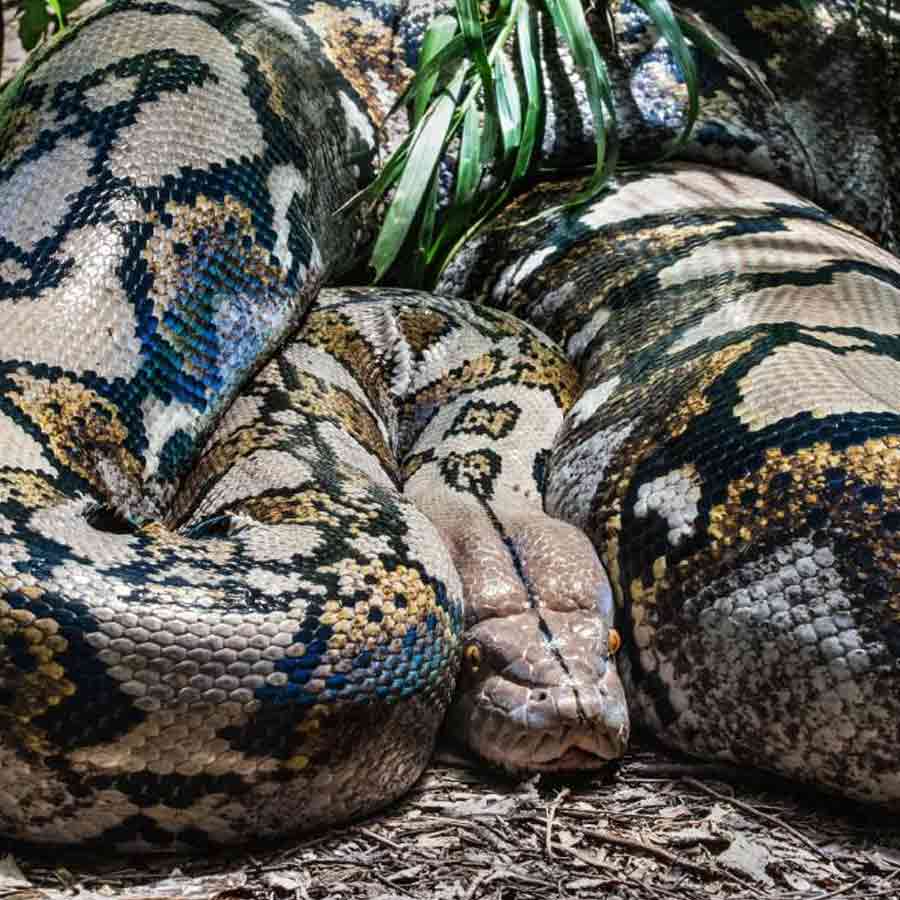 Sexual Cannibalism of Green Anaconda