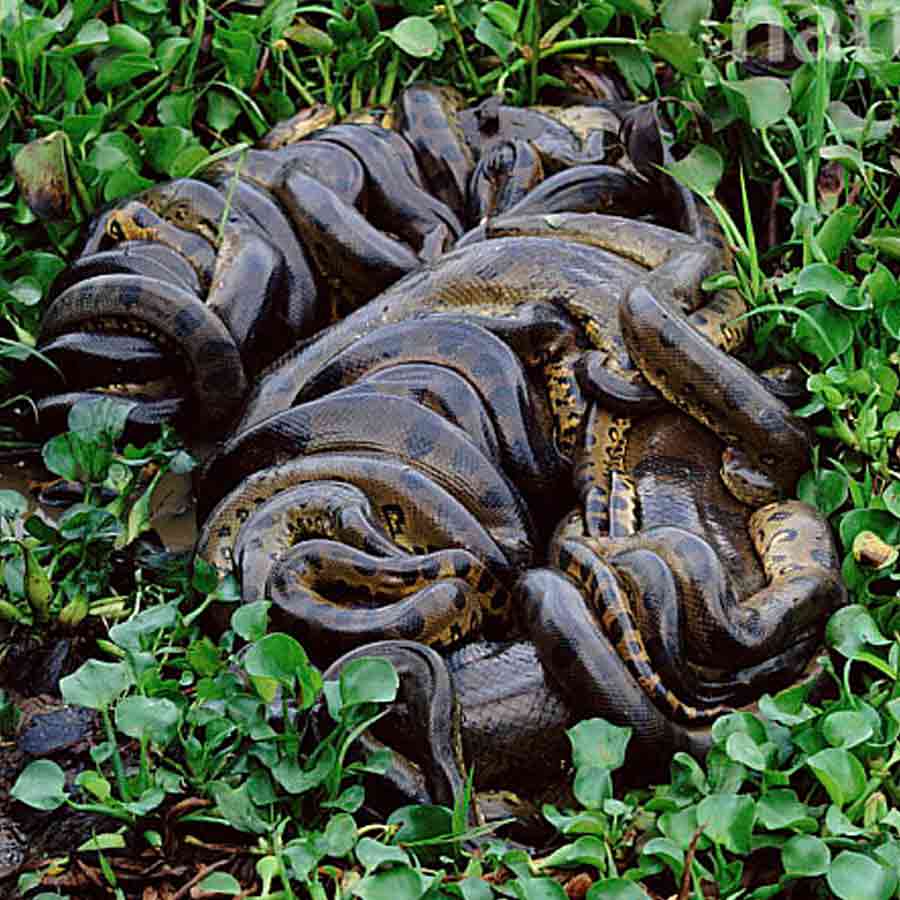 Sexual Cannibalism of Green Anaconda
