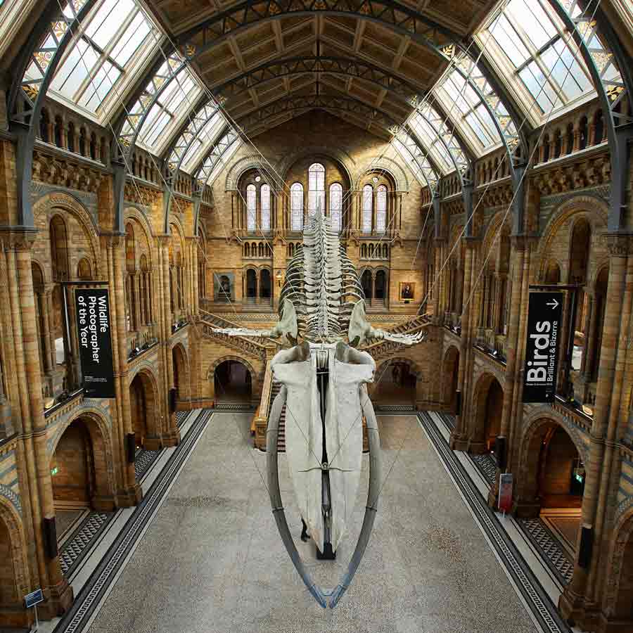 Sexual Cannibalism of Green Anaconda