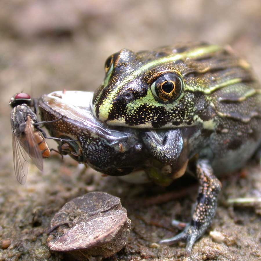 Sexual Cannibalism of Green Anaconda