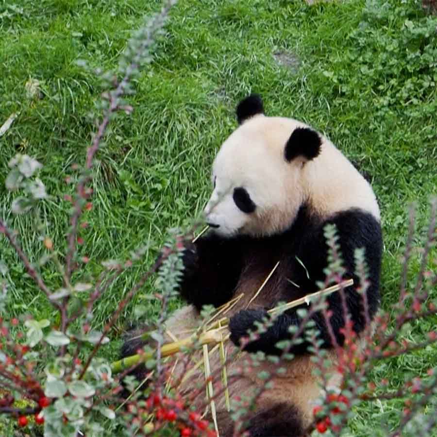 Visitors gathered at France's Beauval Zoo to say farewell to the beloved panda couple dgtl