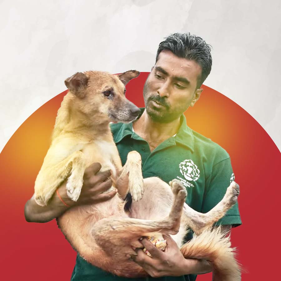 Kolkata Municipal Corporation to build new dog pound in Dhapa dgtl