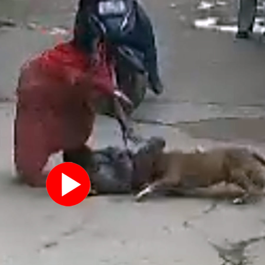 a pit bull grabbing the boy by the ears