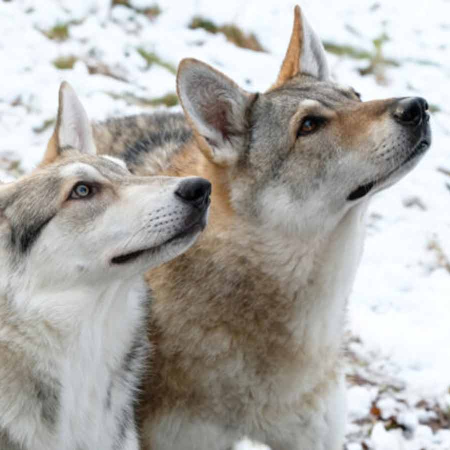 Scientists say many dog breeds may still have some DNA of Wolf dgtl