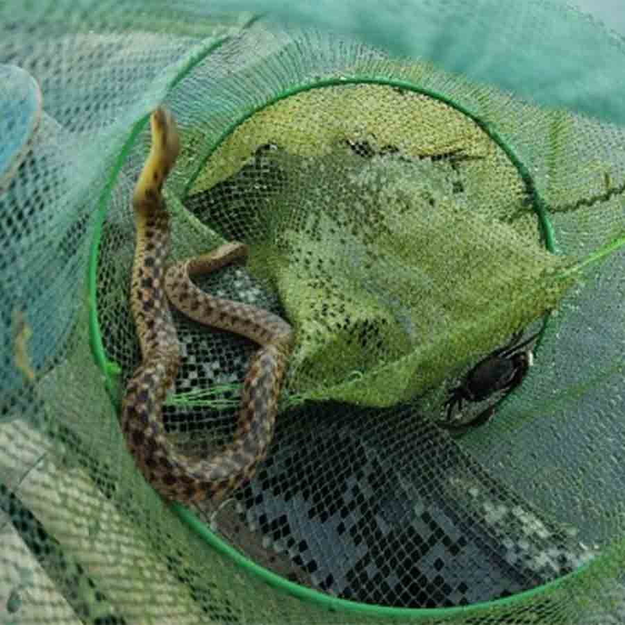 Fisheries Department of West Bengal Government bans the use of China Duari Net dgtl