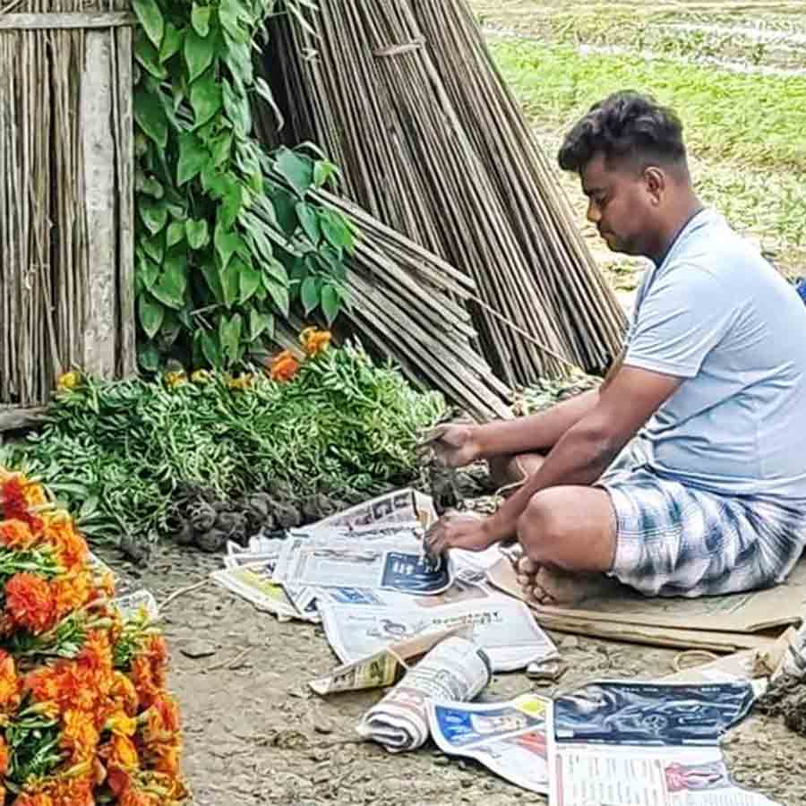 Flower farming down due to lack of cold weather