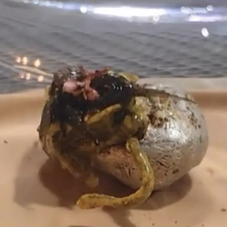 Venom-Like Meteorite