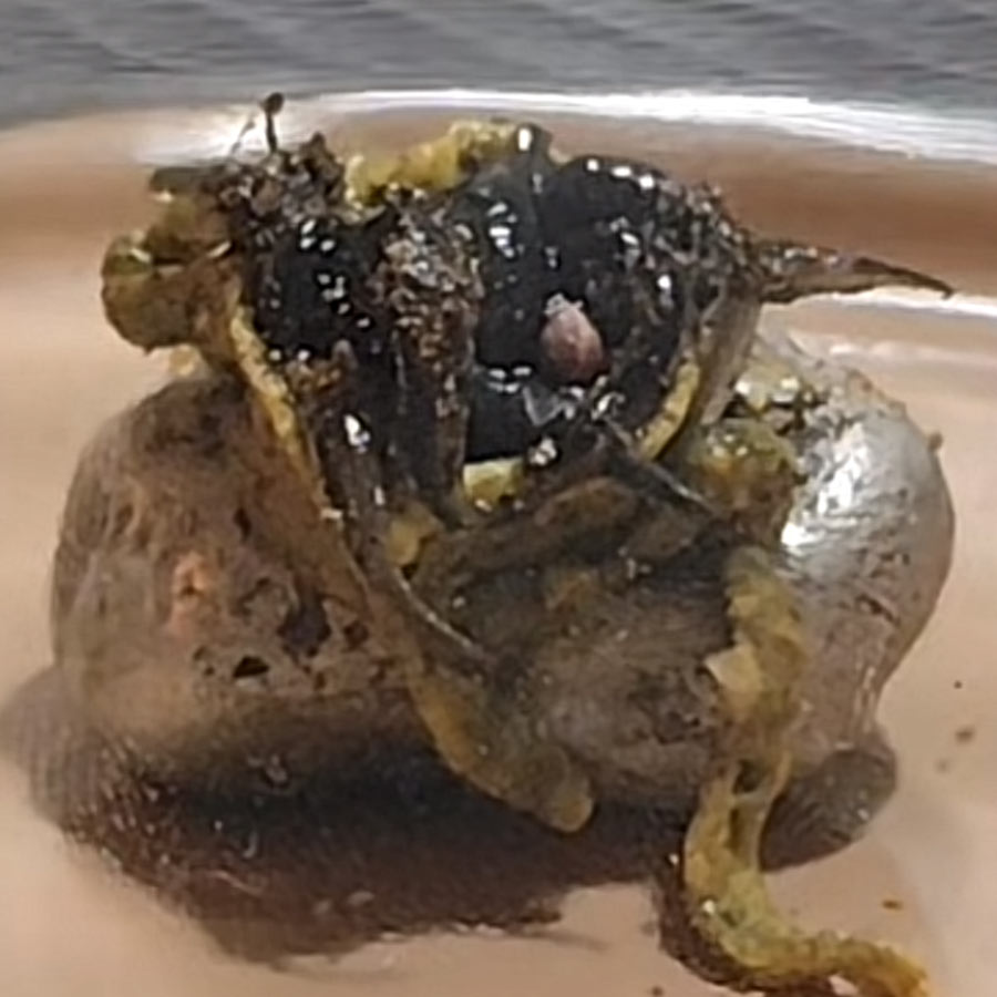 Venom-Like Meteorite