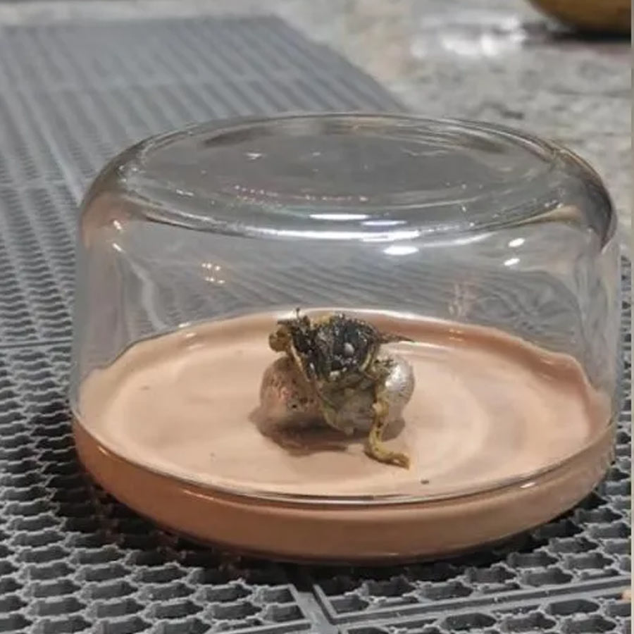 পলিডাইমিথাইলসিলোক্সেন যখন হেক্সেন শোষণ করে, তখন এটি ফুলে ওঠে এবং দ্রাবকটি অসম ভাবে পলিমারের বিভিন্ন অংশে বিভিন্ন হারে সঙ্কুচিত হয়। হঠাৎ করে ঝাঁকুনি দিয়ে চলতে শুরু করে। পেশির মতো নড়াচড়া করতেও থাকে এই সিলিকন পলিমারটি।