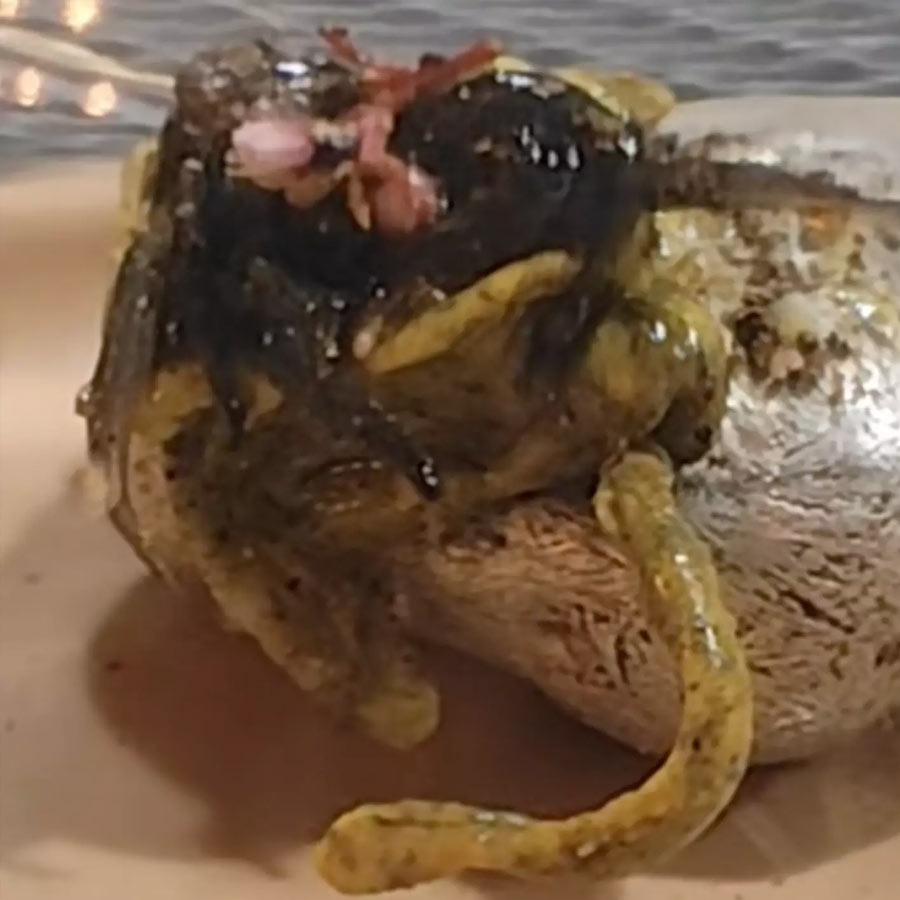 Venom-Like Meteorite