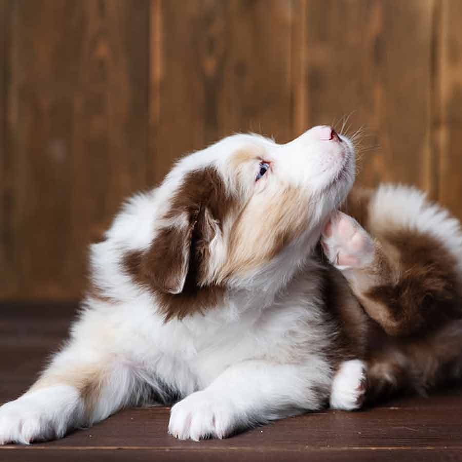 Are sugary treats safe for dog’s health risks and safe alternatives