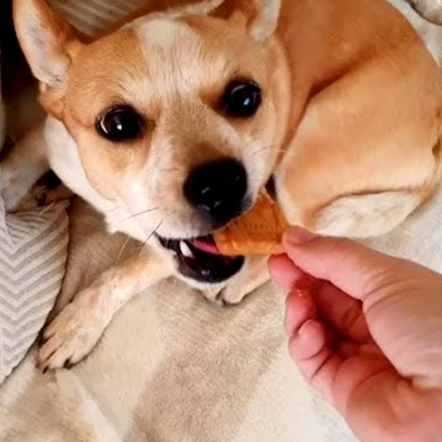 Are sugary treats safe for dog’s health risks and safe alternatives