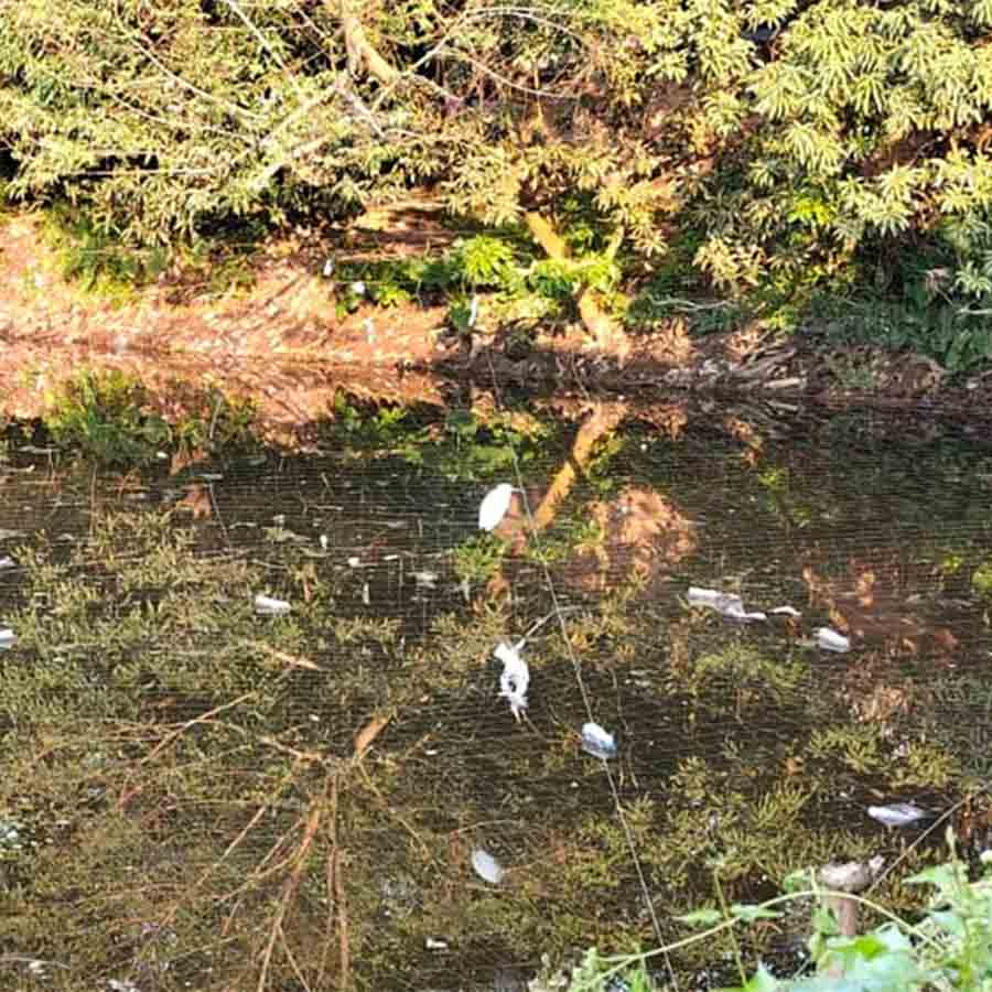 lives of migratory birds in trouble as lakes and water bodies are filled with nets