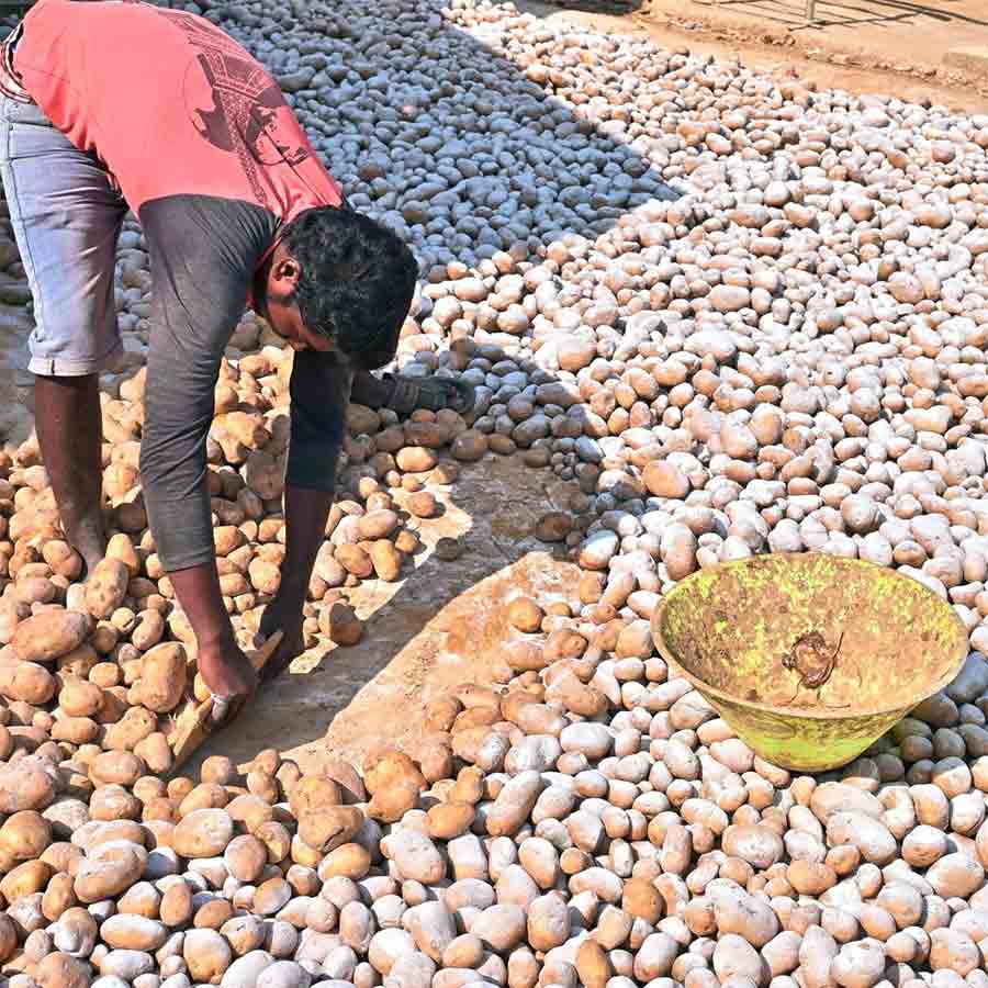Potato merchants, trade organizations and conservationists have objection in additional charges for keeping potatoes in storage for extra days