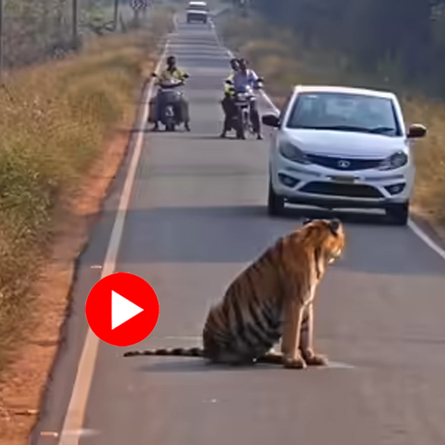 a tiger blocks a road and stops traffic