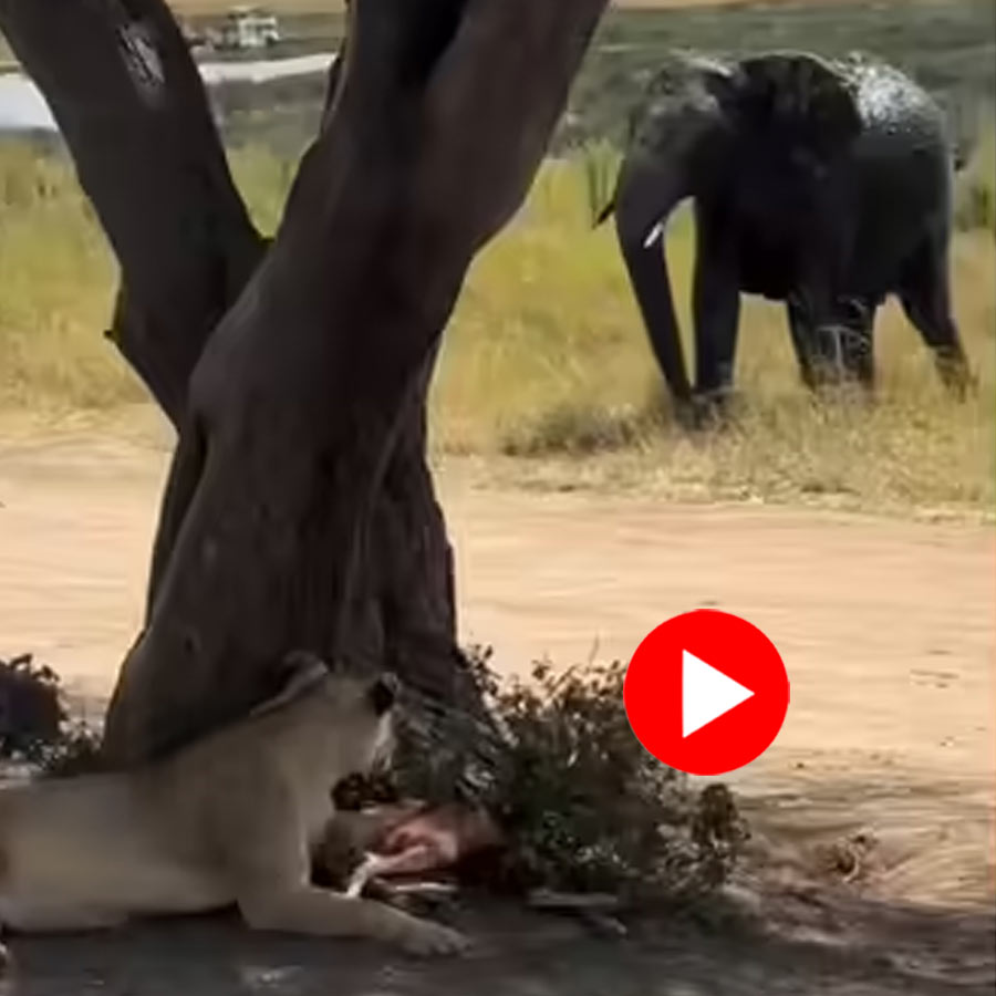lioness runs with prey as elephant chases