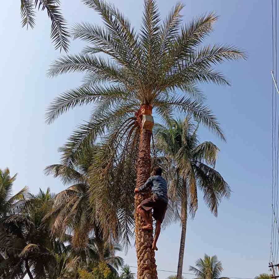 আহরণ: রস পাড়তে গাছে উঠছেন অভিজ্ঞ শিউলি। 