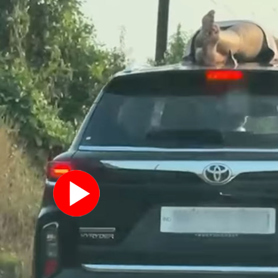 Couple Caught by Local Lying On Moving SUV's Roof For Pre-Wedding Photoshoot In Goa Goes Viral dgtl
