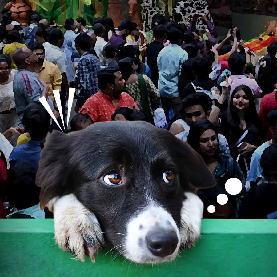 5 easy ways to reduce holiday stress in your dog during the festive season