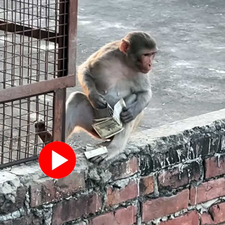 Video of monkey sitting on roof after stealing money from woman’s purse in Vrindavan dgtl
