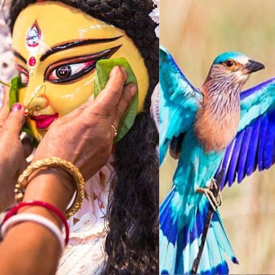 Tradition of Releasing Neelkanth Bird on Vijayadashami dgtl