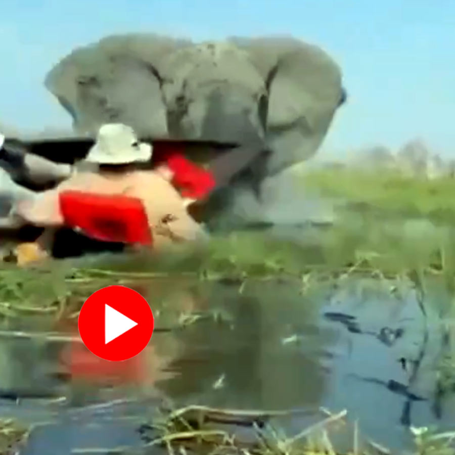 Video of elephant attacking canoe safari tourists to save its calves in Botswana goes viral dgtl