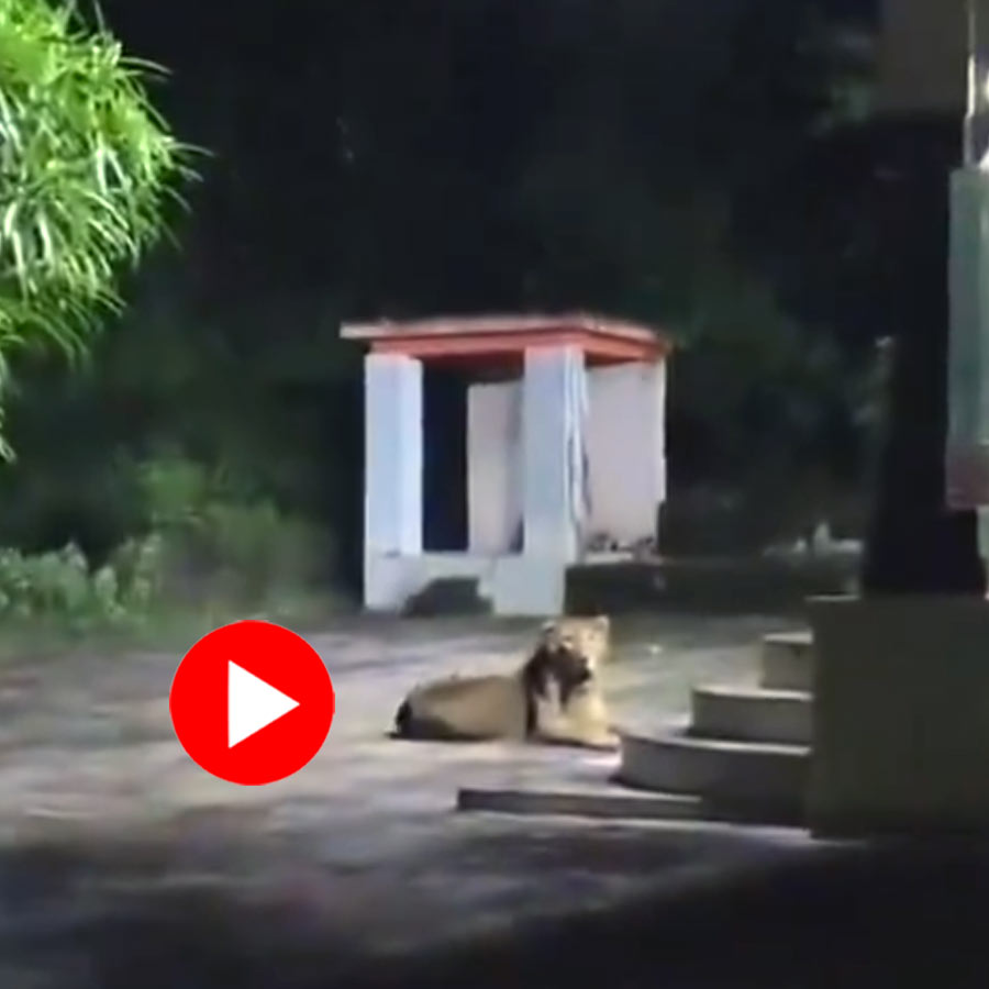 Video of lioness sitting calmly in front of temple in Gujarat goes viral dgtl