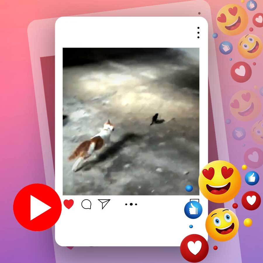 Video of cat chasing rat goes viral dgtl