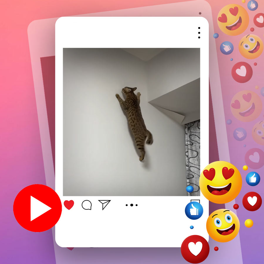 Video of cat walking like spider on wall goes viral dgtl