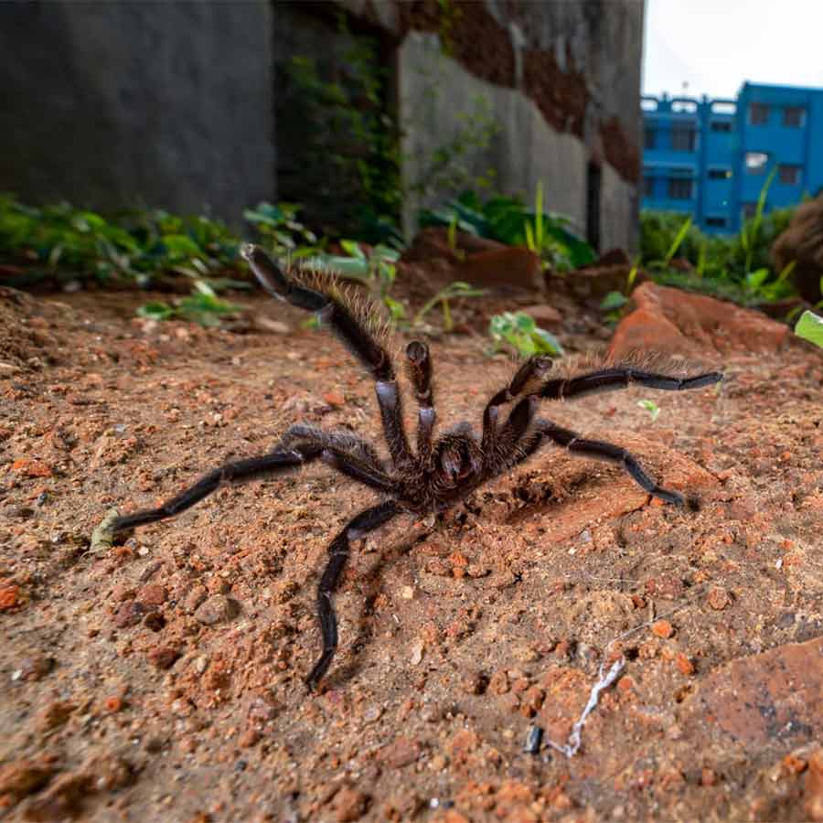 ট্যারান্টুলা।