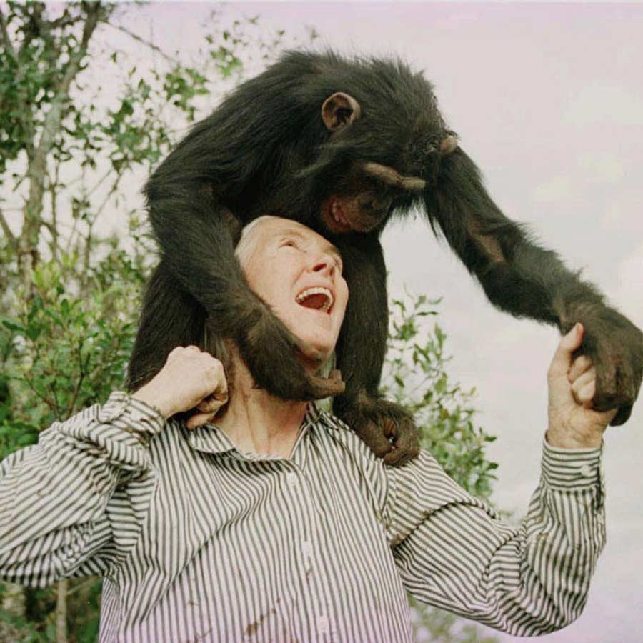Chimpanzee expert Jane Morris Goodall dies at the age of 91 in Los Angeles