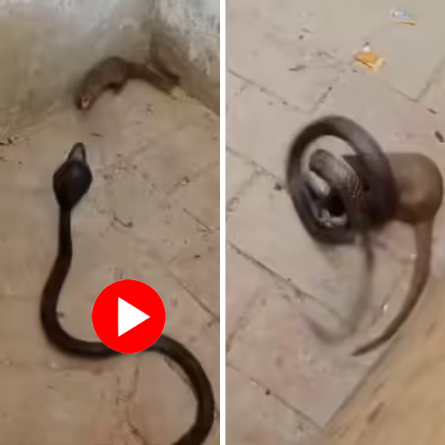 fight between two archenemy snake and mongoose