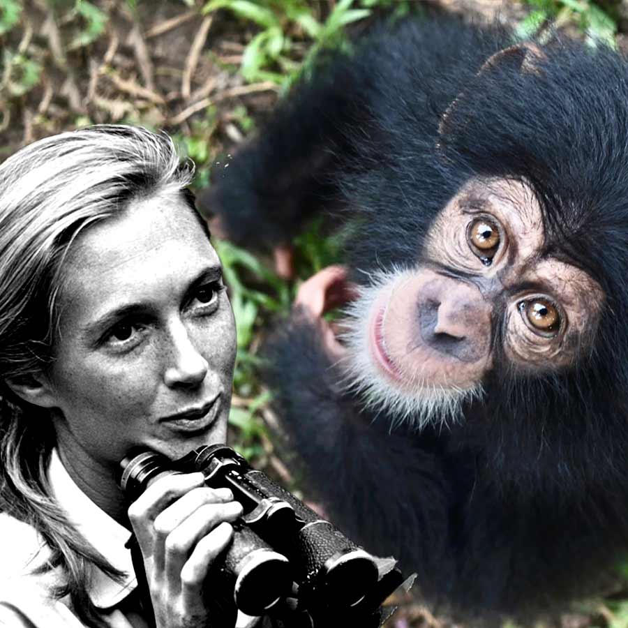 Primatologist and anthropologist Jane Goodall changed human understanding about Chimpanzees dgtl