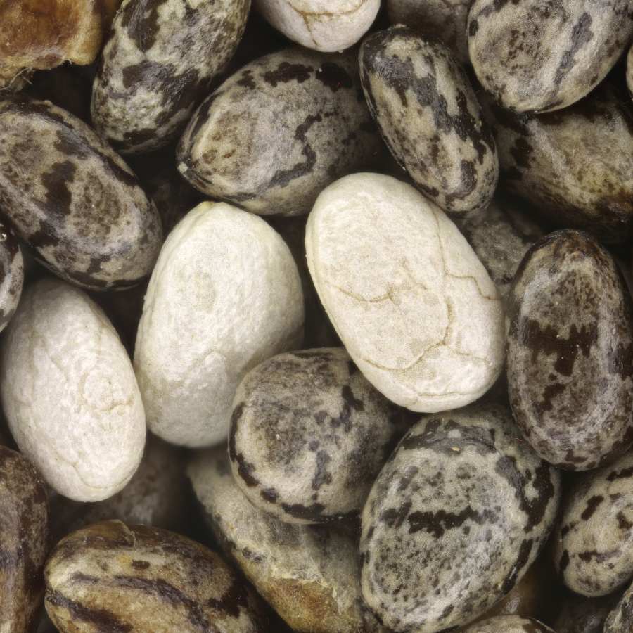 ওজন কমানোয় সহায়ক চিয়াবীজ কারা খাবেন না? ক্ষতি এড়াতে জেনে রাখুন