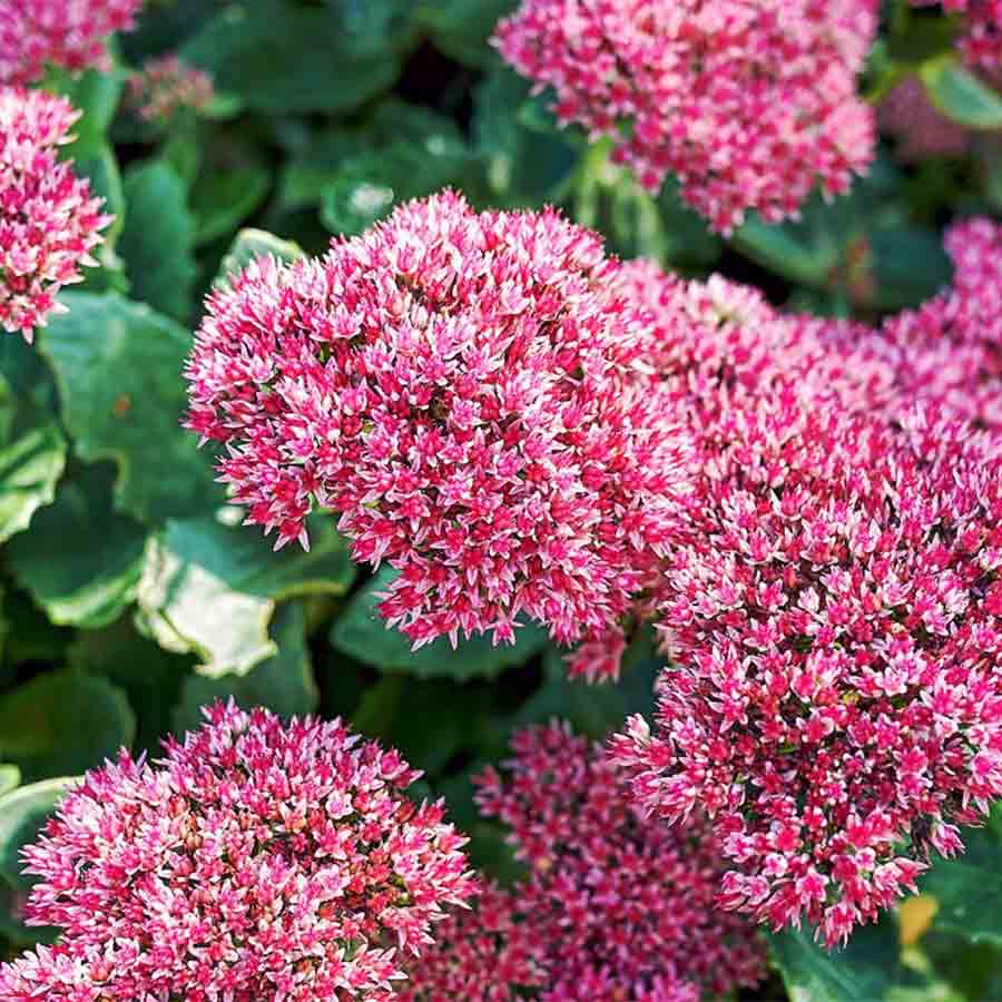 Beauty of Sedum in your home garden